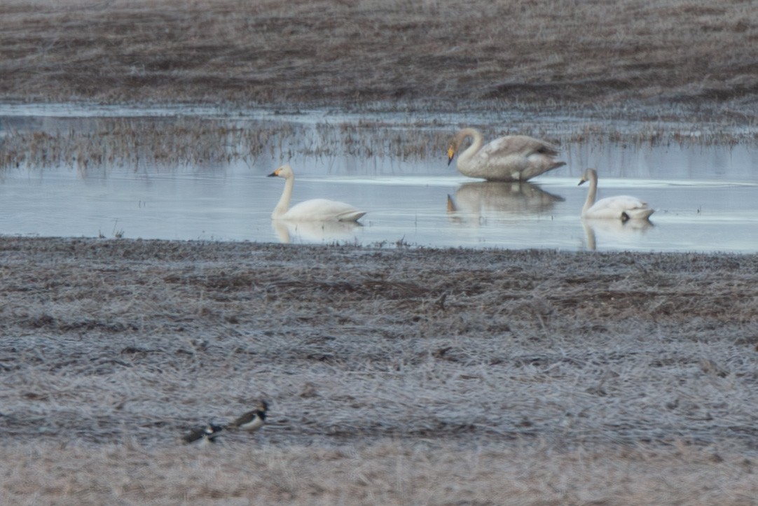 Tundra Swan - ML573391971