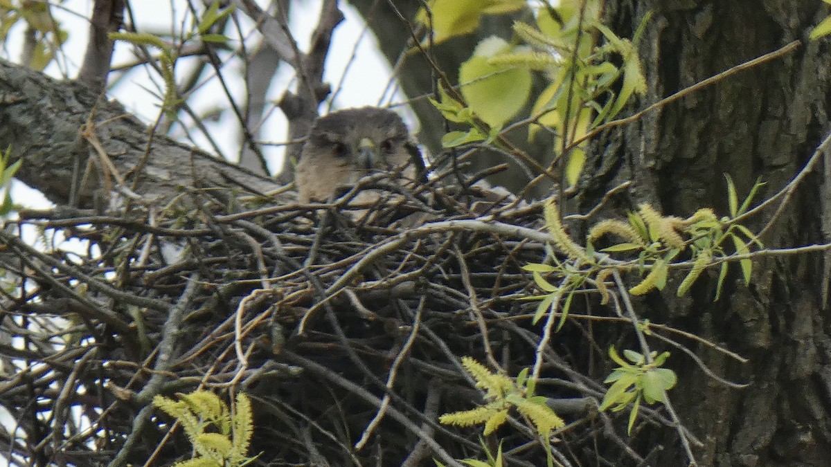 Cooper's Hawk - ML573392581