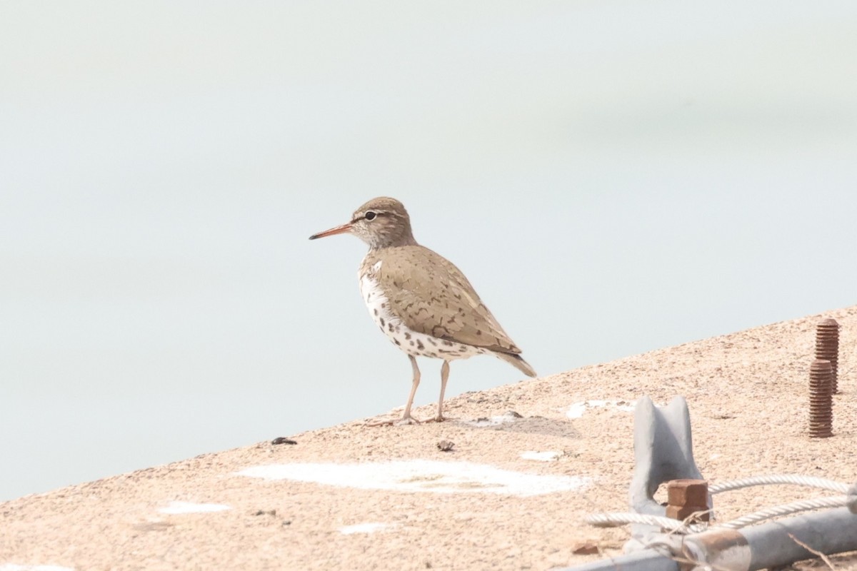 Spotted Sandpiper - ML573393851