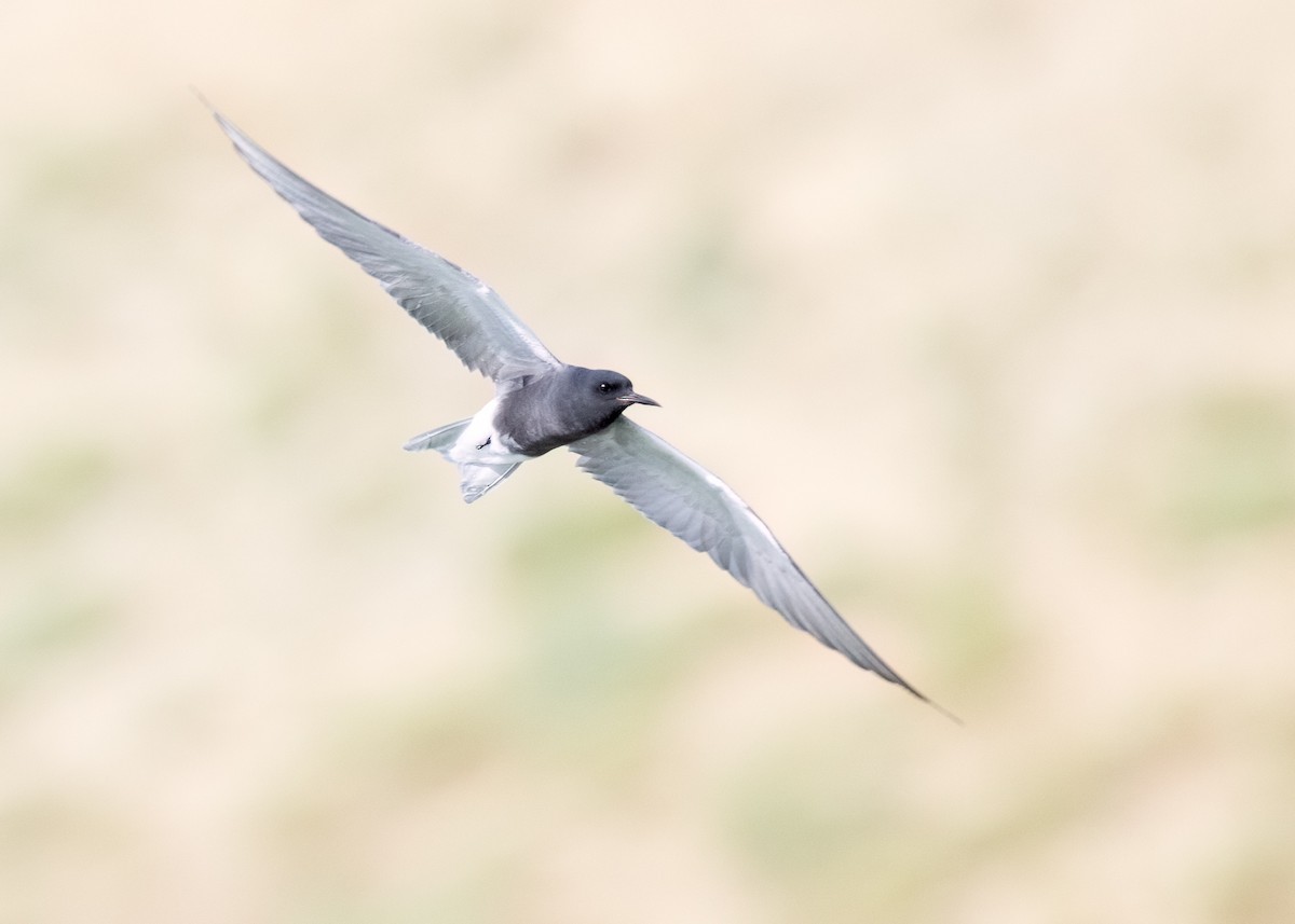 Black Tern - ML573394431