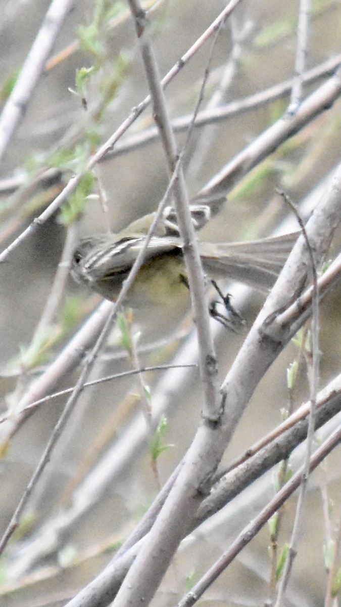 Dusky Flycatcher - ML573394531