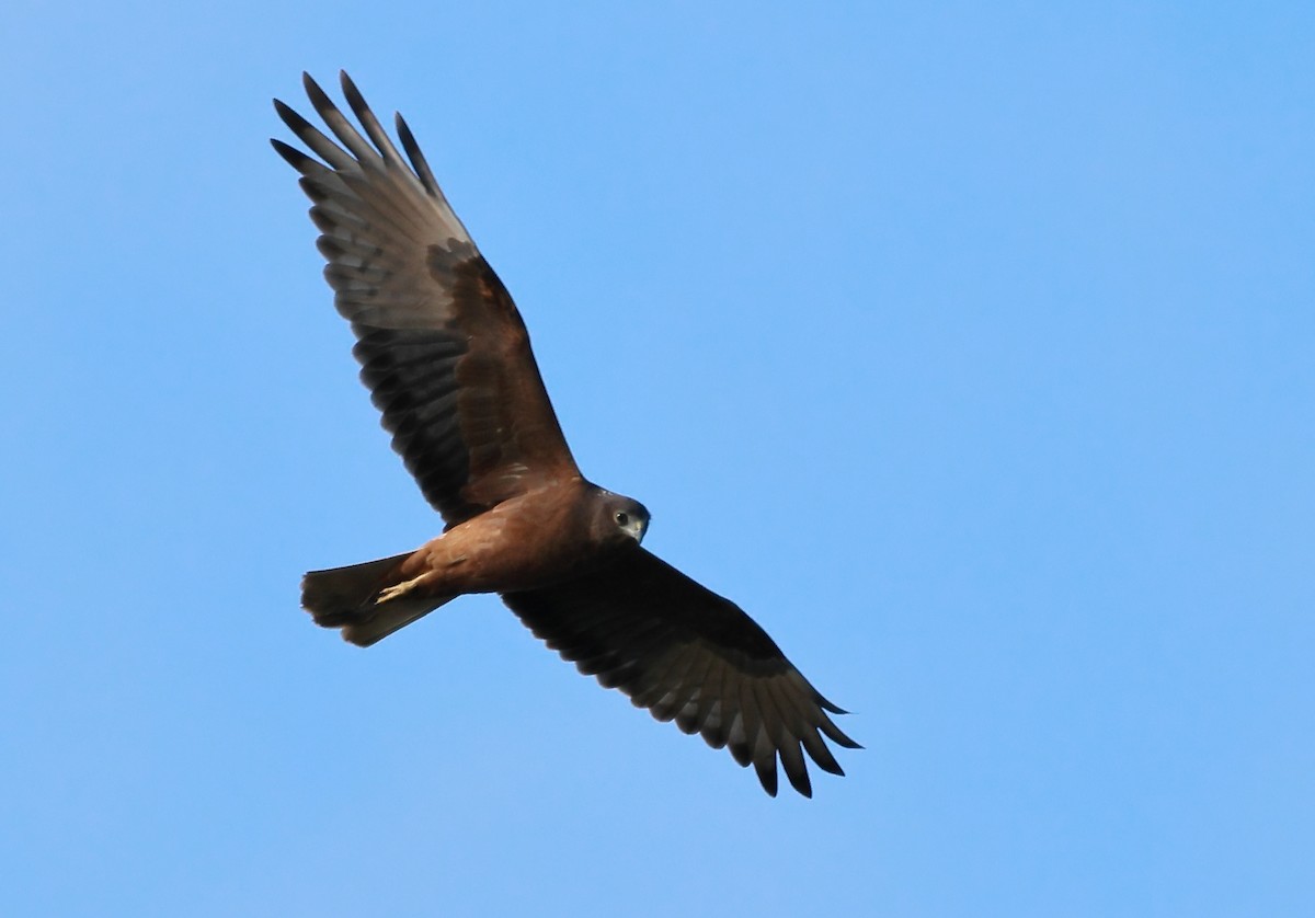 Swamp Harrier - ML573395081