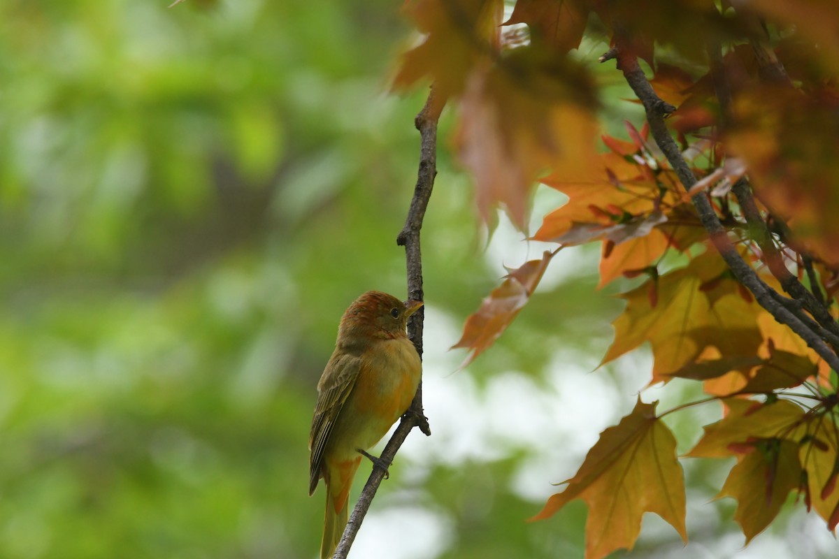 Summer Tanager - ML57339571