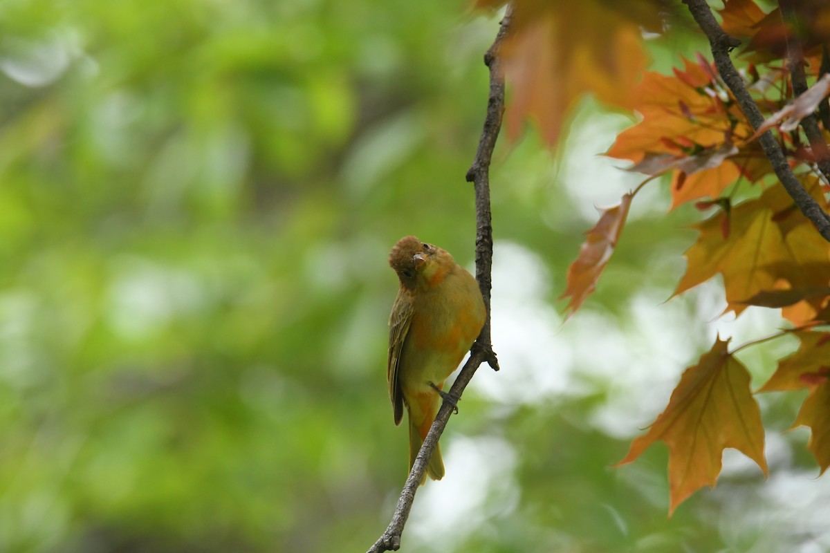 Summer Tanager - ML57339591