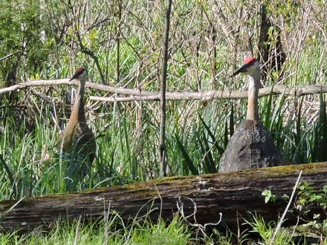 Sandhill Crane - ML57339671