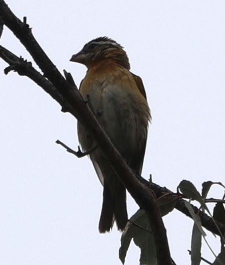 Black-headed Grosbeak - ML573397041