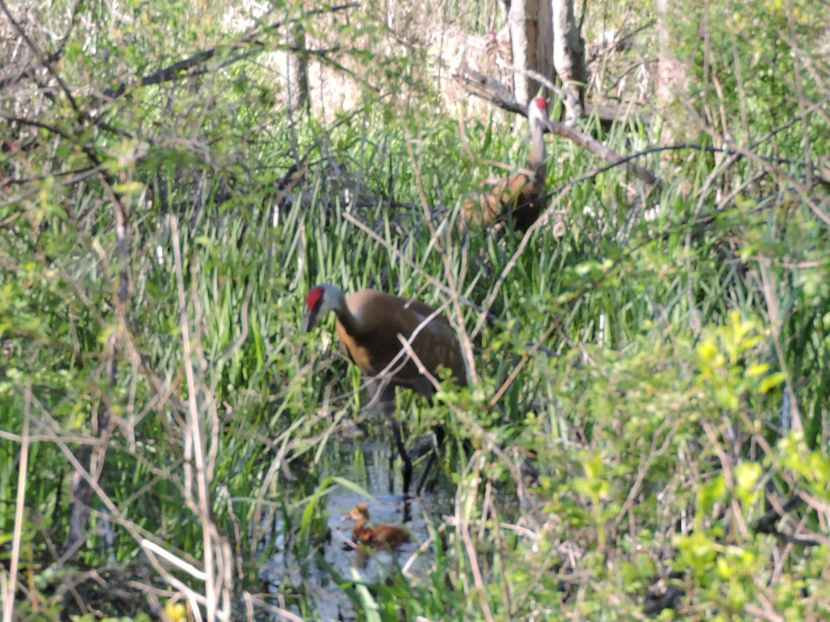 Sandhill Crane - ML57339781