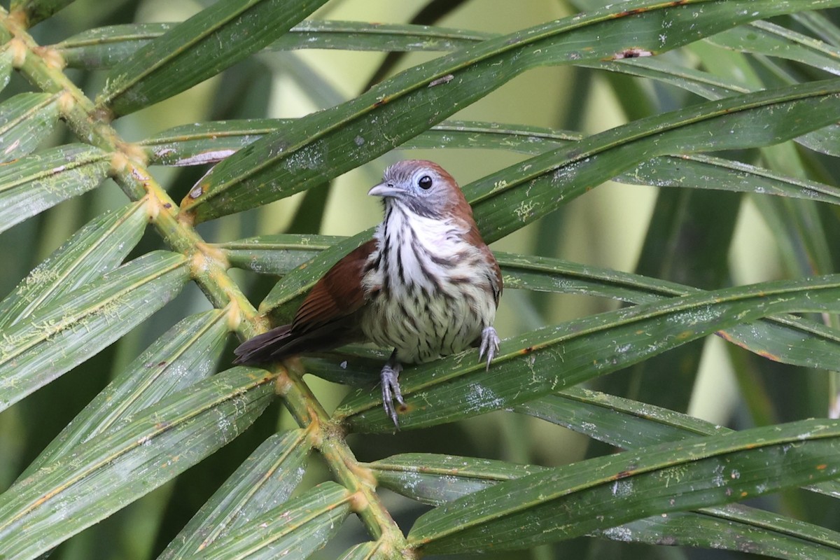 Bold-striped Tit-Babbler - Andrew William