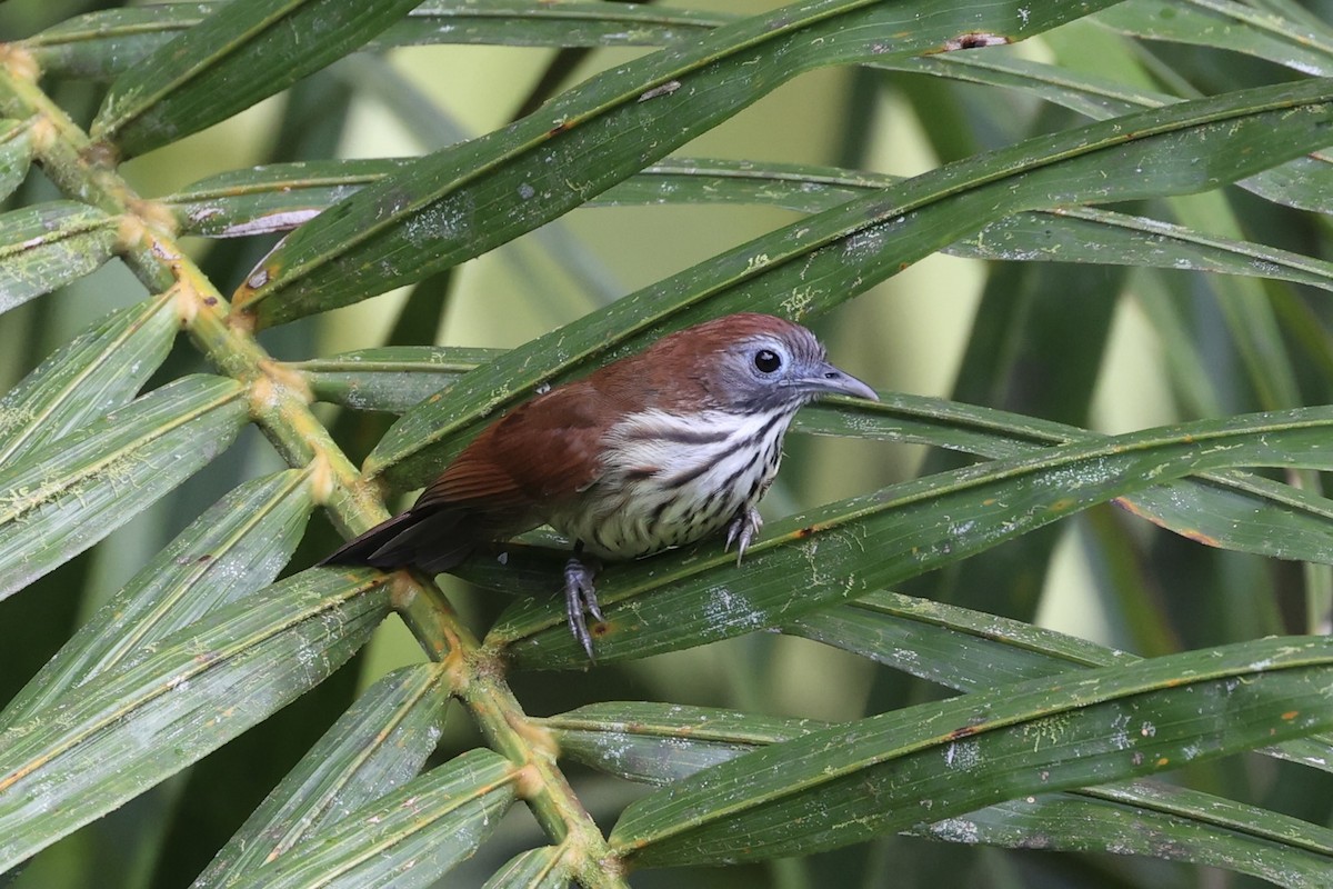 Bold-striped Tit-Babbler - Andrew William