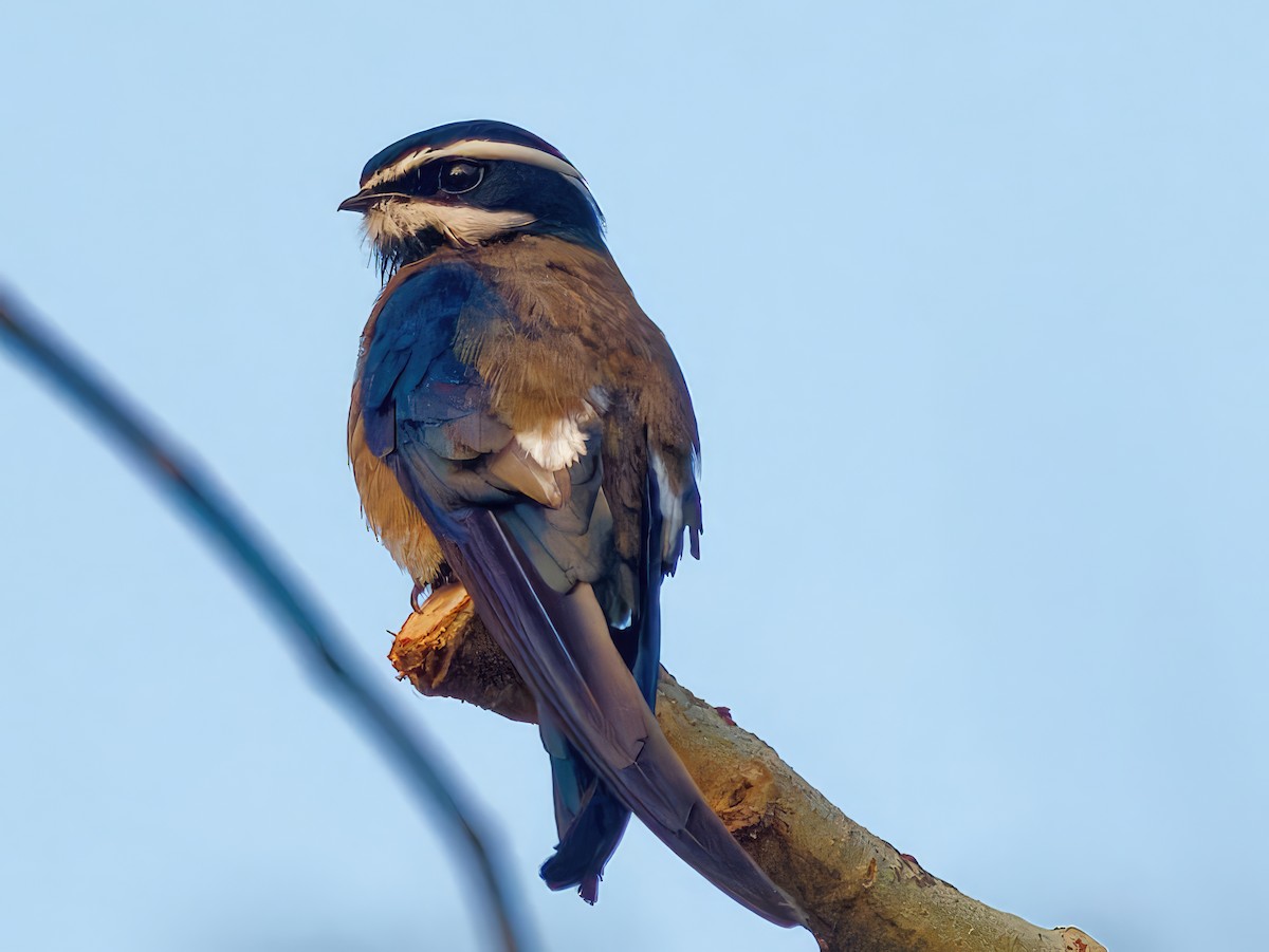 Whiskered Treeswift - ML573399551