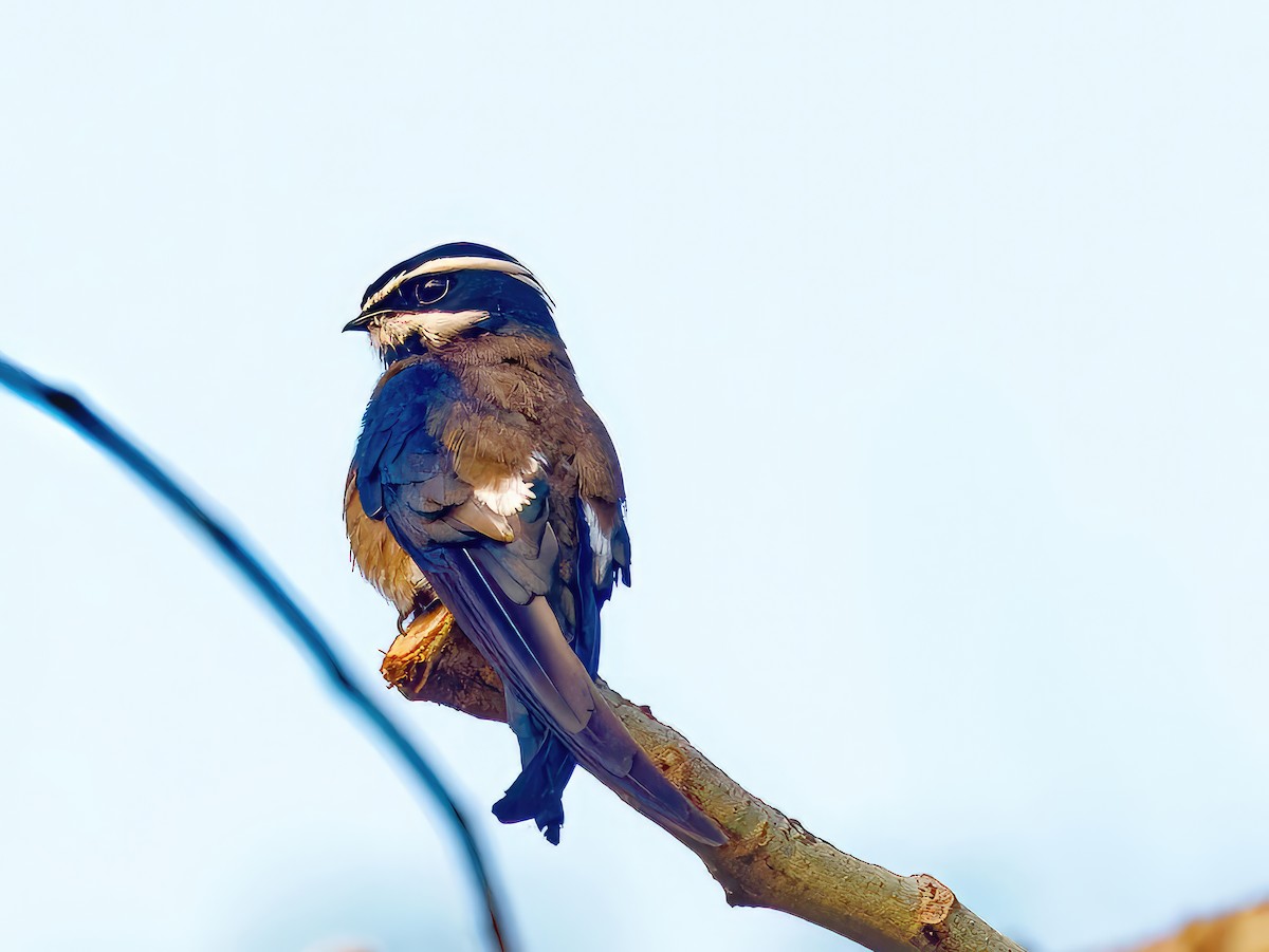 Whiskered Treeswift - ML573399561