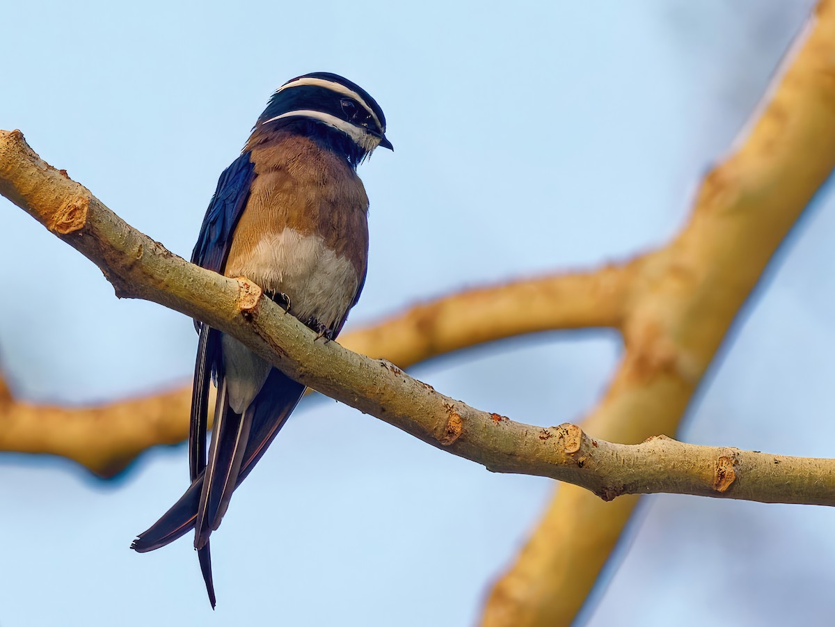 Whiskered Treeswift - ML573399571