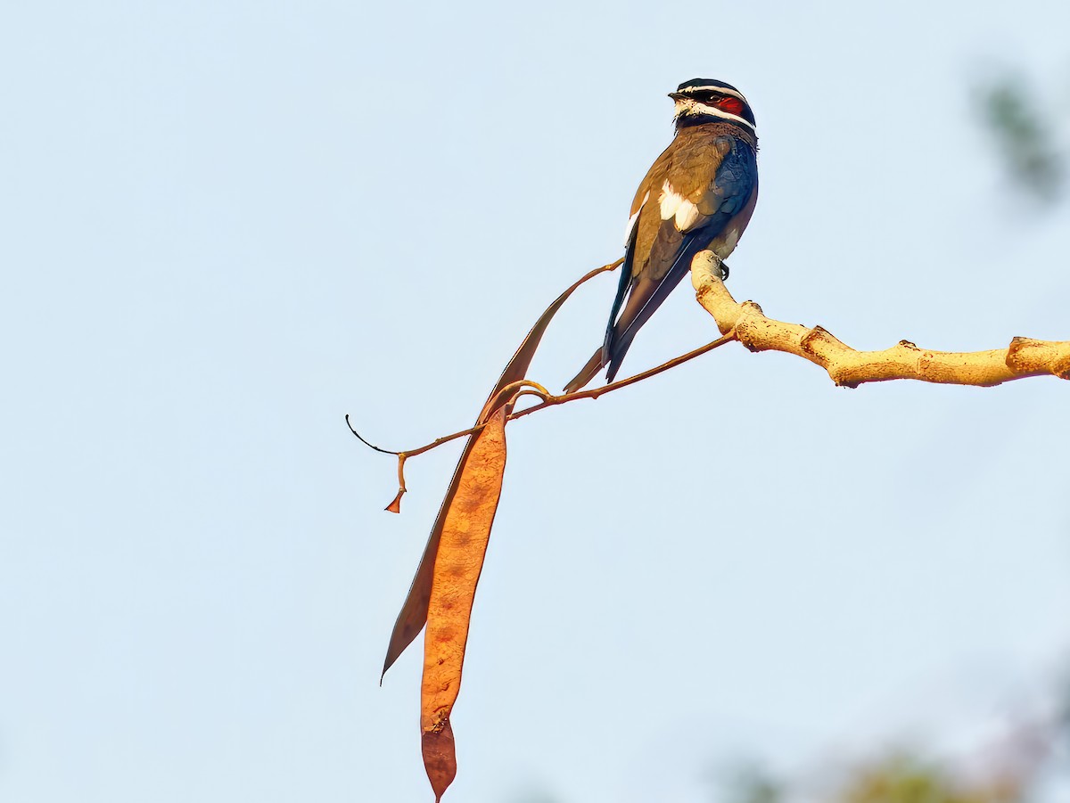 Whiskered Treeswift - ML573399591