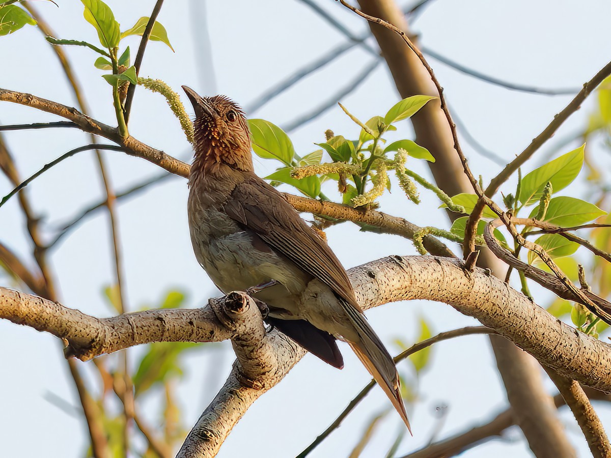 Philippine Bulbul - Ravi Iyengar