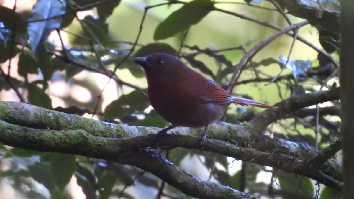 Red-crowned Ant-Tanager (Red) - ML573399871