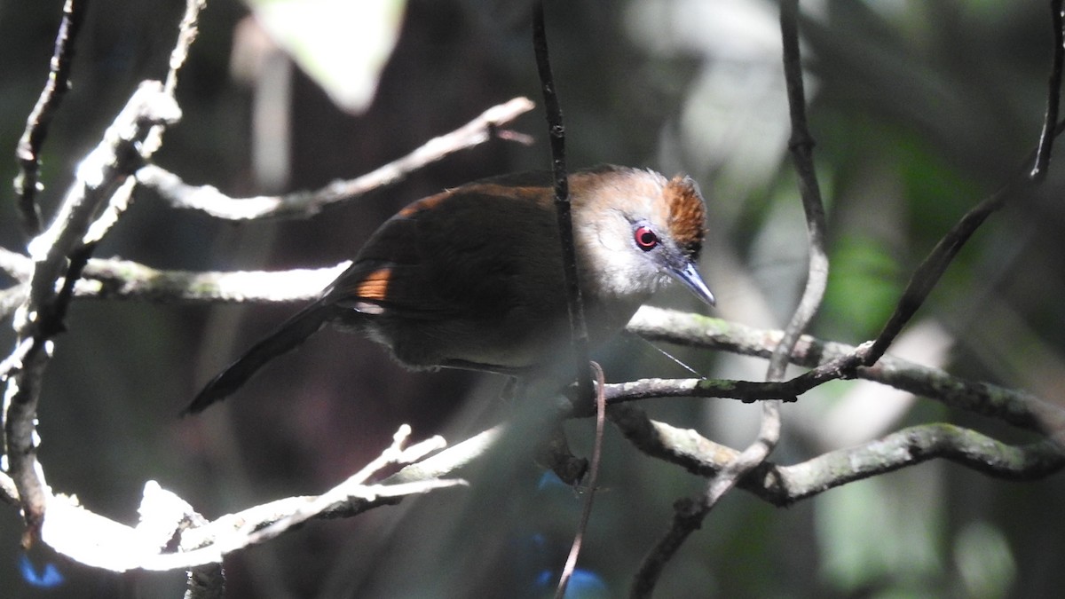 White-shouldered Fire-eye - ML573399991