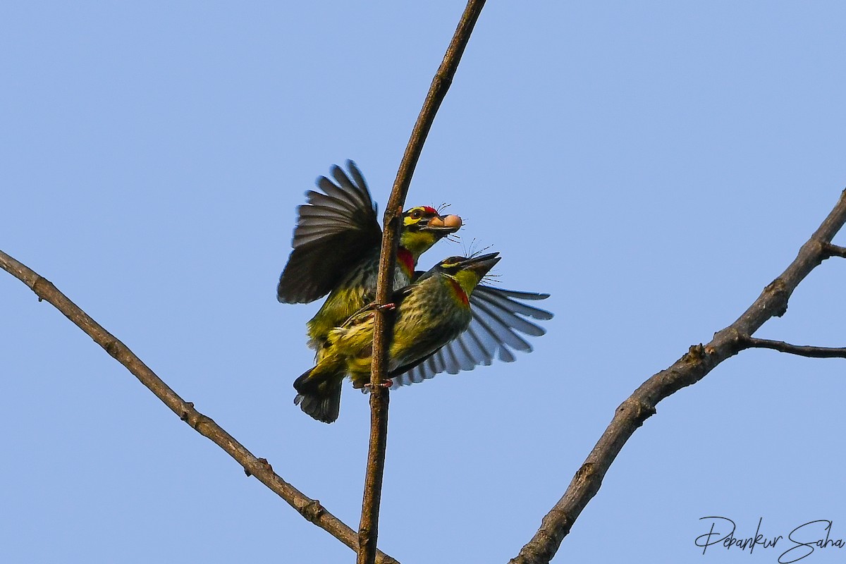 Coppersmith Barbet - Debankur Saha