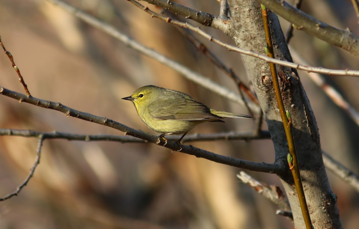 Orange-crowned Warbler - ML573400921