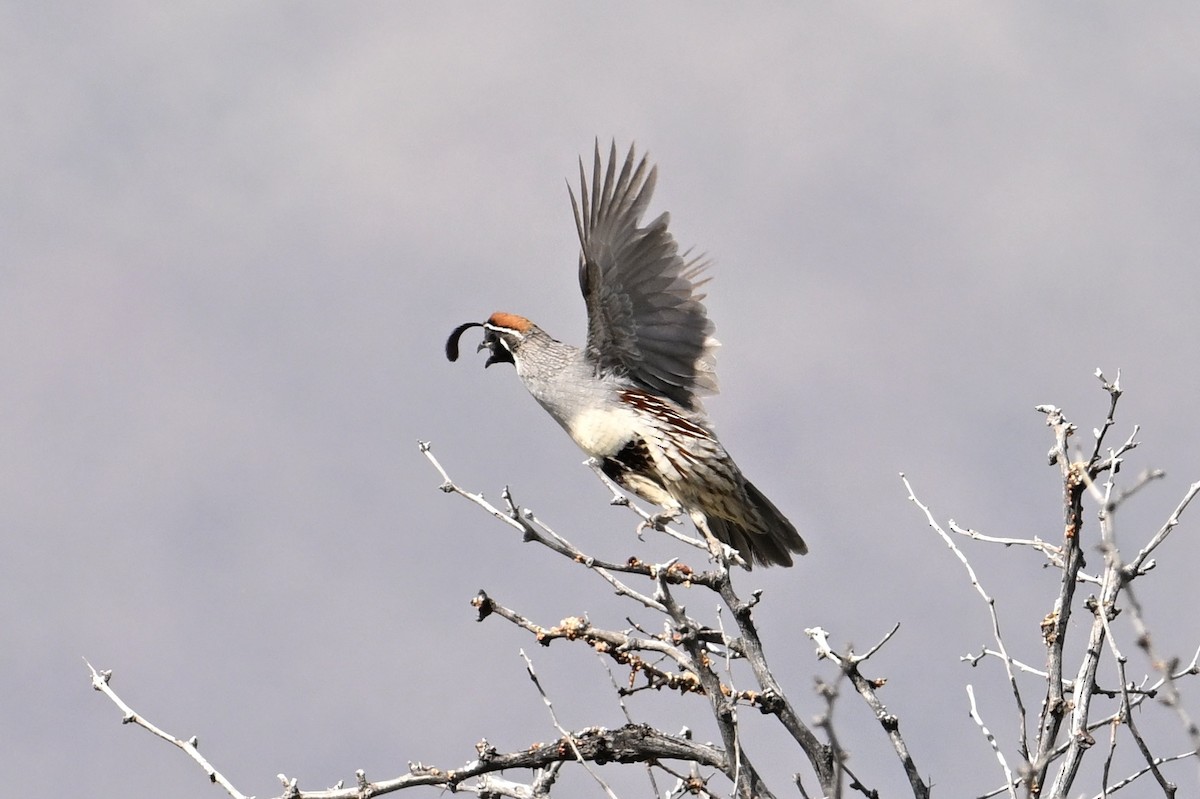 Gambel's Quail - ML573400981