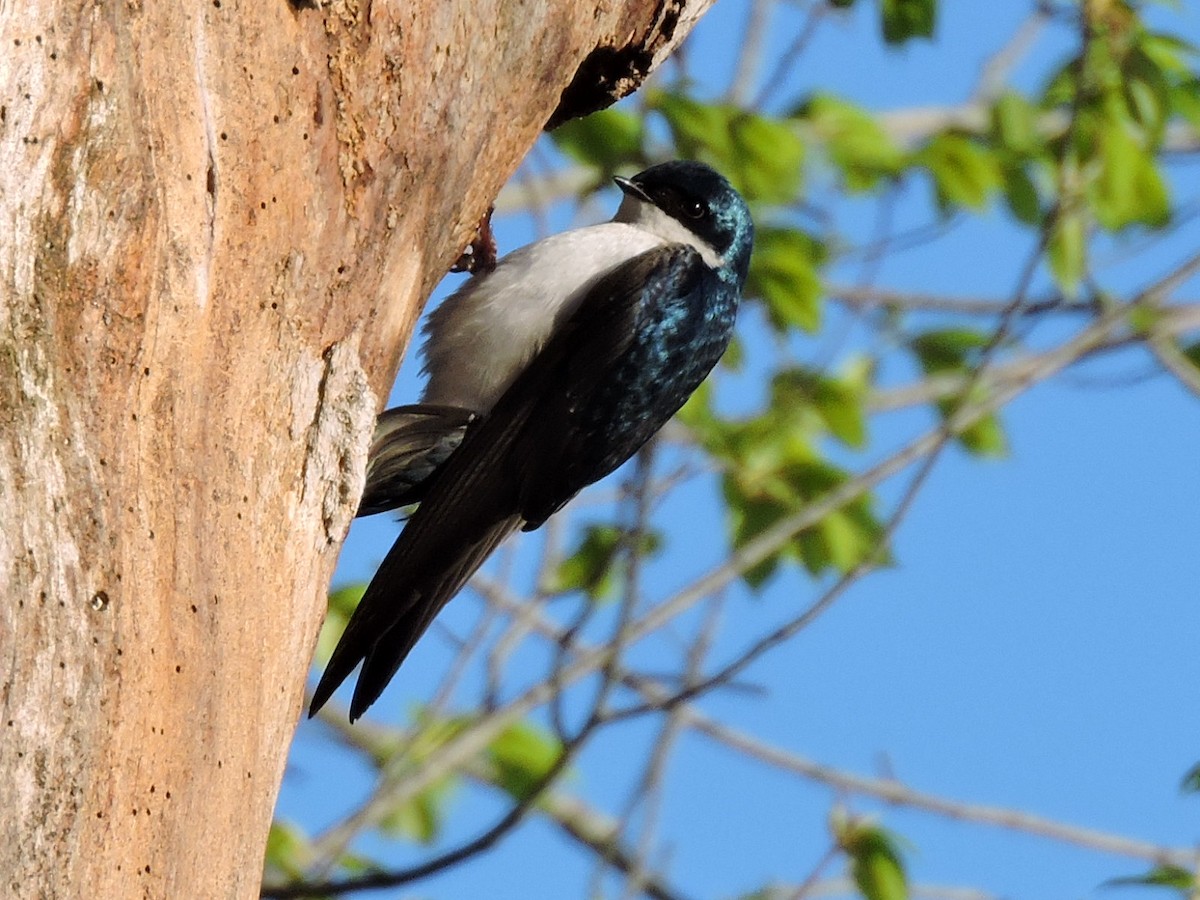 Tree Swallow - ML57340211