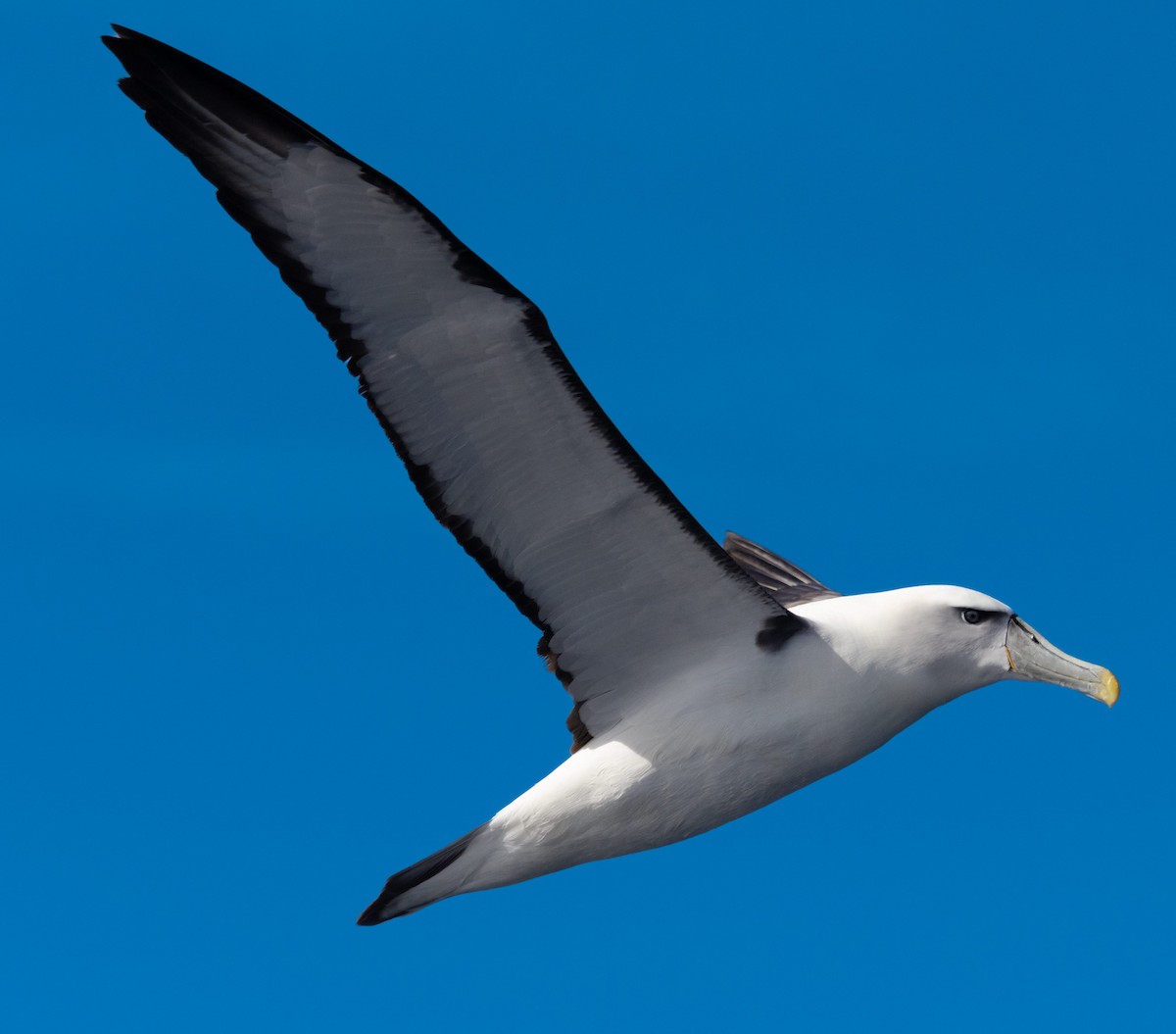 White-capped Albatross - ML573402201