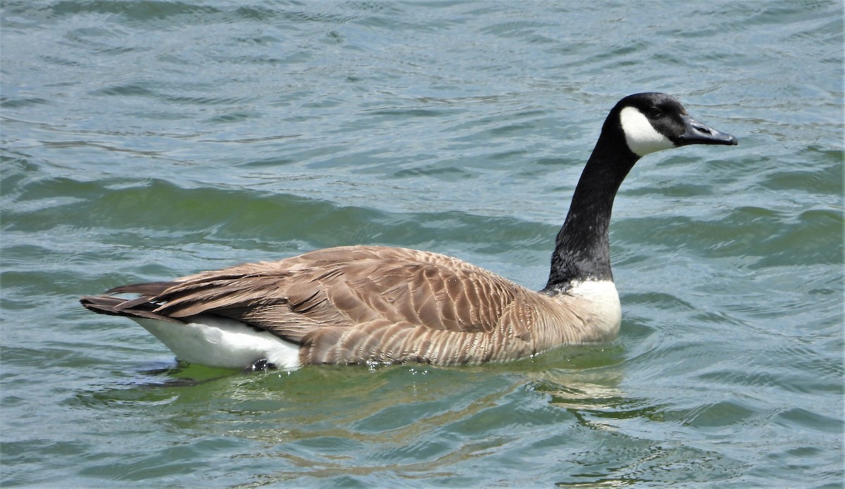 Canada Goose - ML573402621