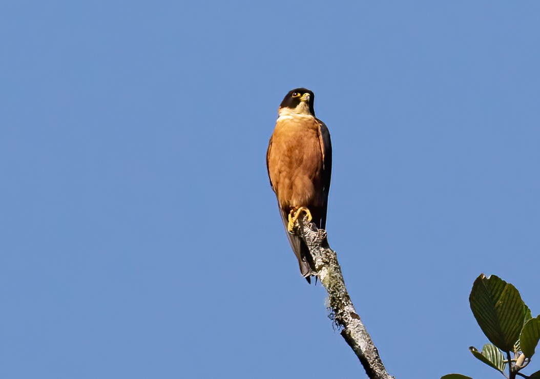 Malaienbaumfalke - ML573402921