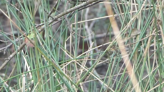 Northern Waterthrush - ML573404221