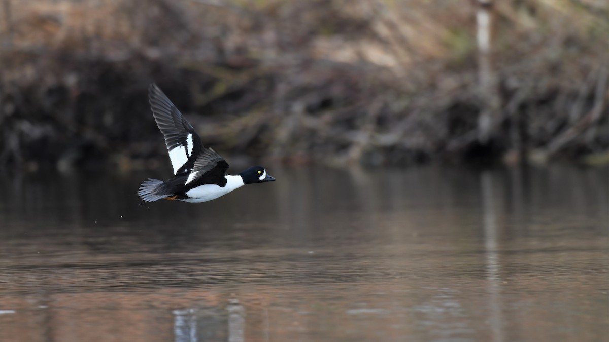 Barrow's Goldeneye - ML573404651