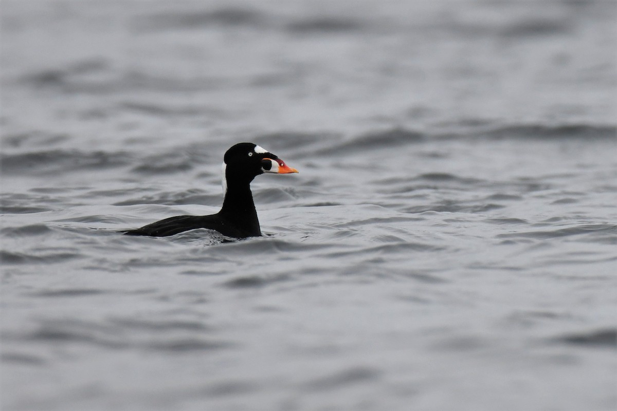 Surf Scoter - Timothy Piranian