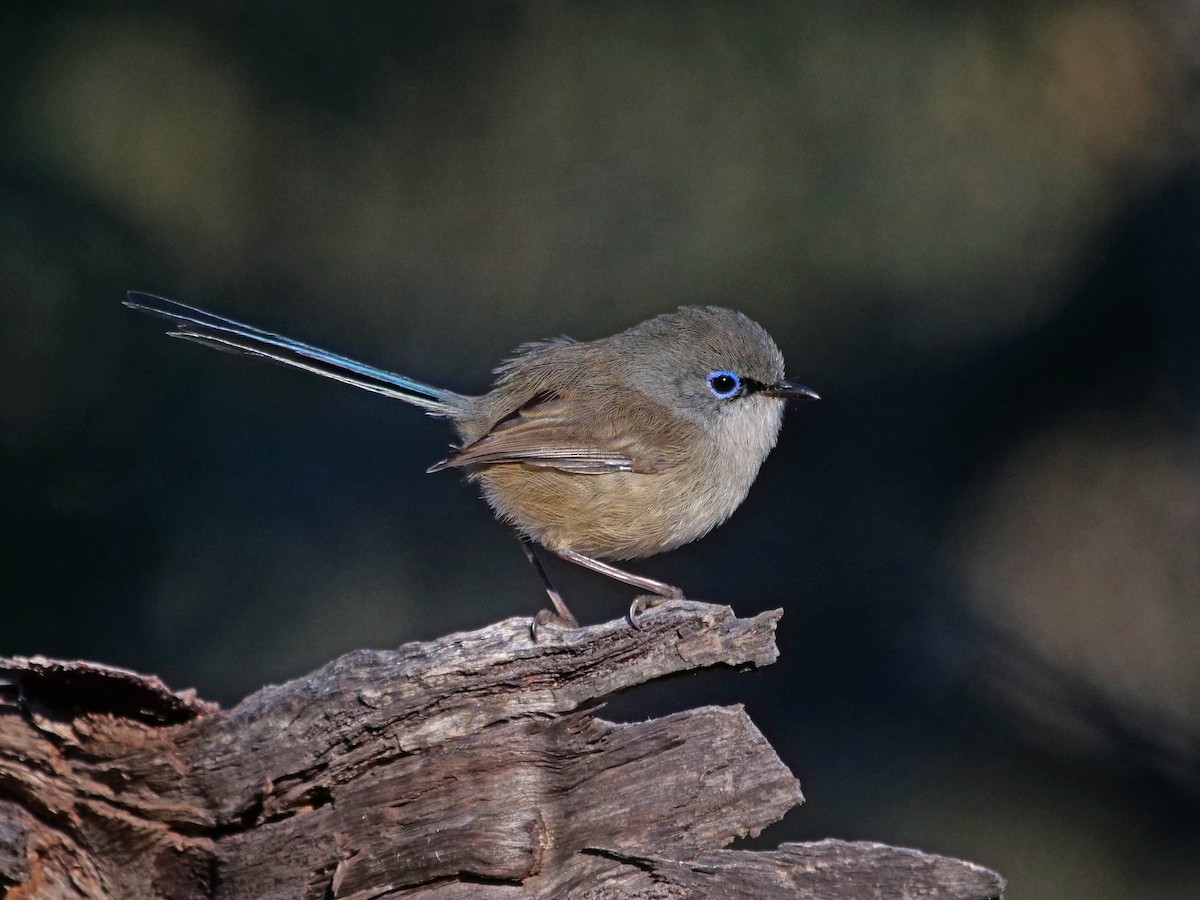 Blue-breasted Fairywren - Gerald Allen