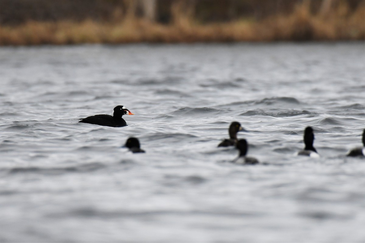 Surf Scoter - Timothy Piranian