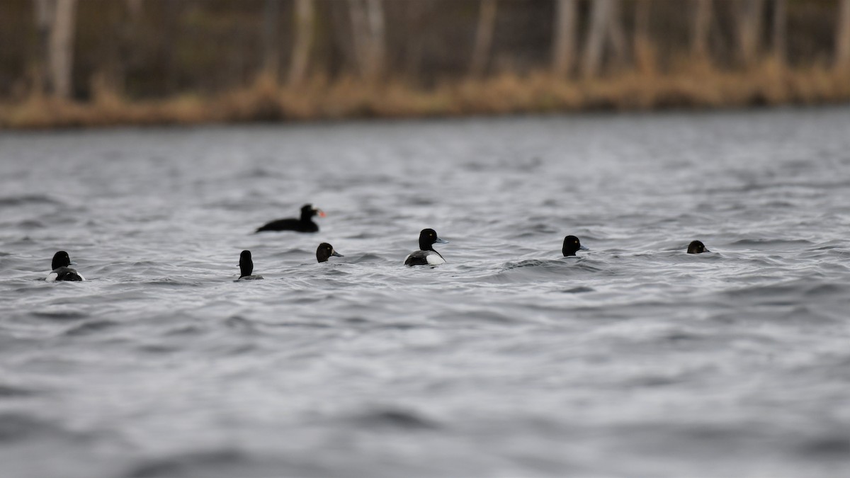 Lesser Scaup - ML573405231