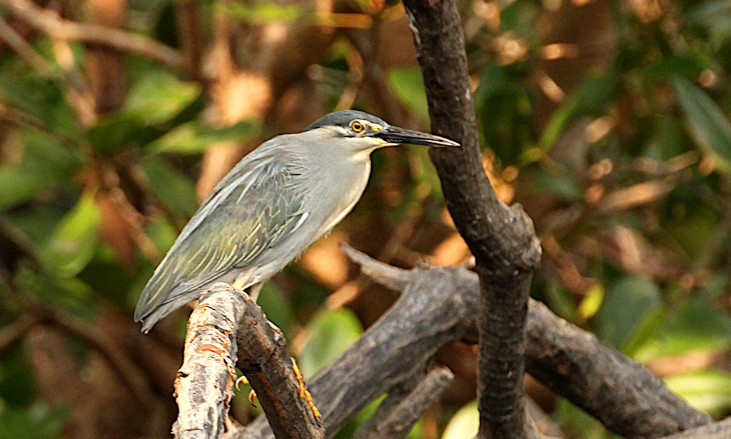 Striated Heron - Peter Ericsson