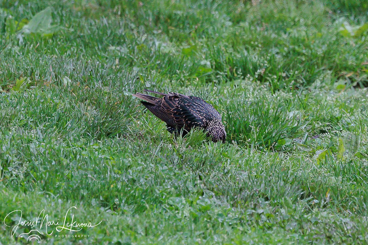 European Starling - ML573406171