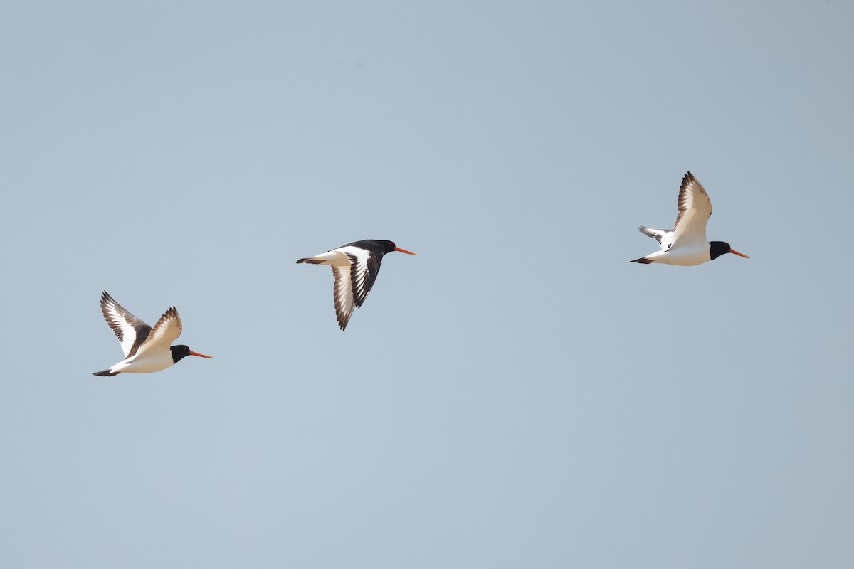 Eurasian Oystercatcher - ML573406491