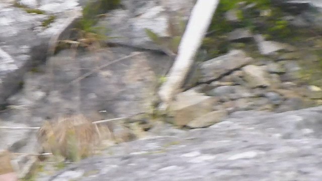 Chestnut-collared Longspur - ML573406661