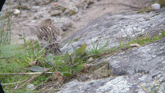 Chestnut-collared Longspur - ML573406671