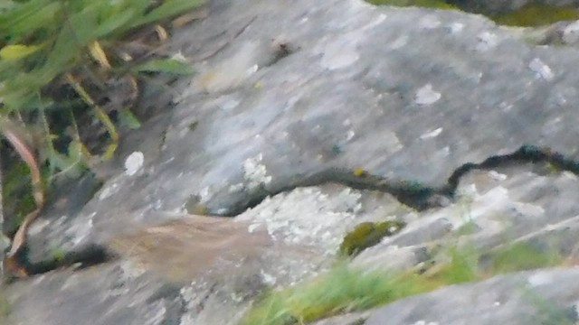 Chestnut-collared Longspur - ML573406771