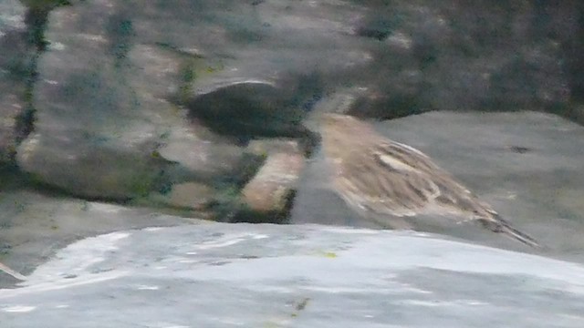 Chestnut-collared Longspur - ML573406801