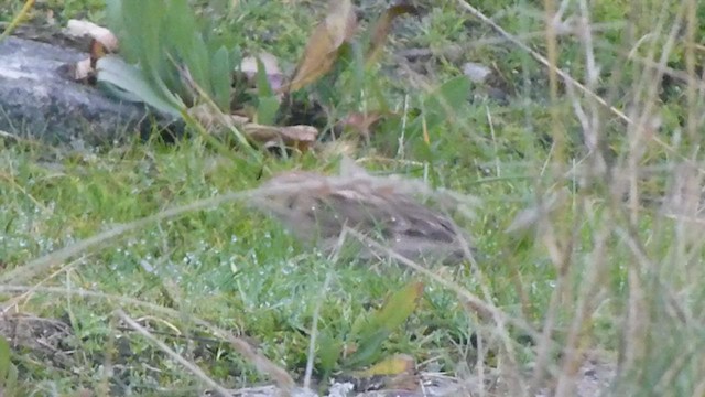 Chestnut-collared Longspur - ML573406831