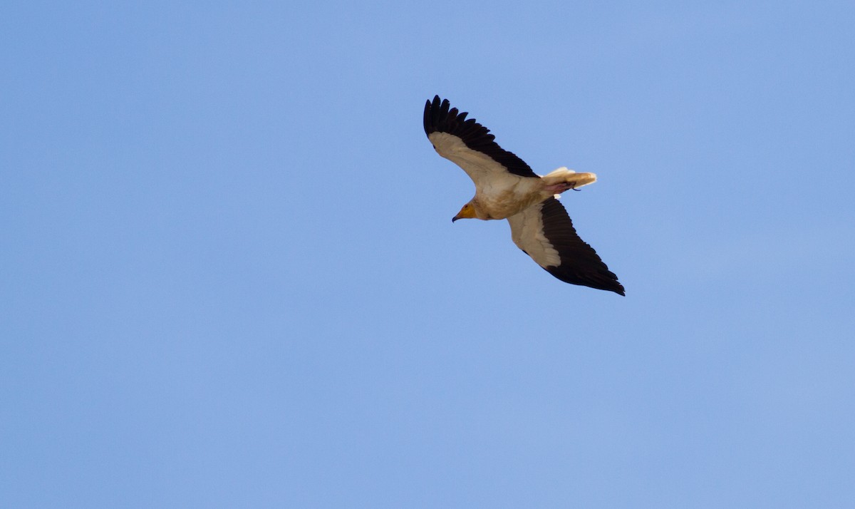 Egyptian Vulture - ML573407151