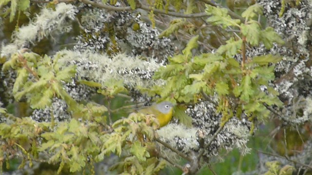 Nashville Warbler - ML573407421