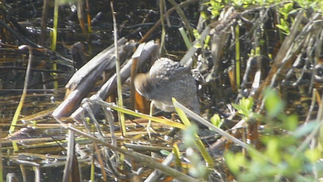 chřástal karolínský - ML573408481