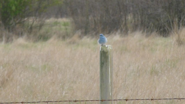 Mountain Bluebird - ML573408821