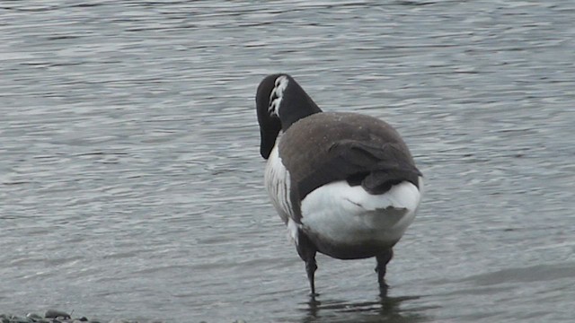 Bernache cravant (nigricans) - ML573408971