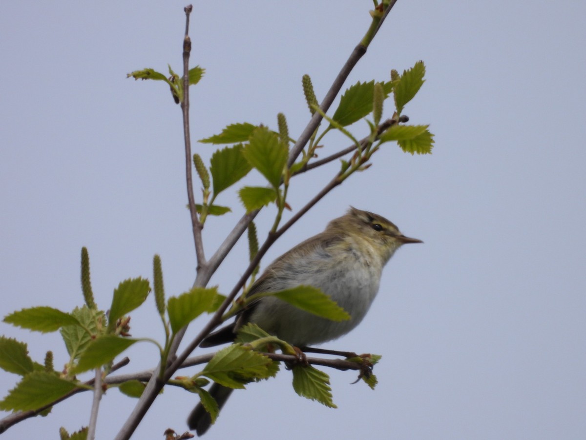 Willow Warbler - Lindsay Rowe