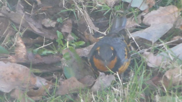 Varied Thrush - ML573409361