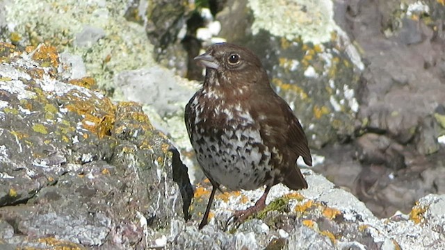 Fox Sparrow (Sooty) - ML573409781