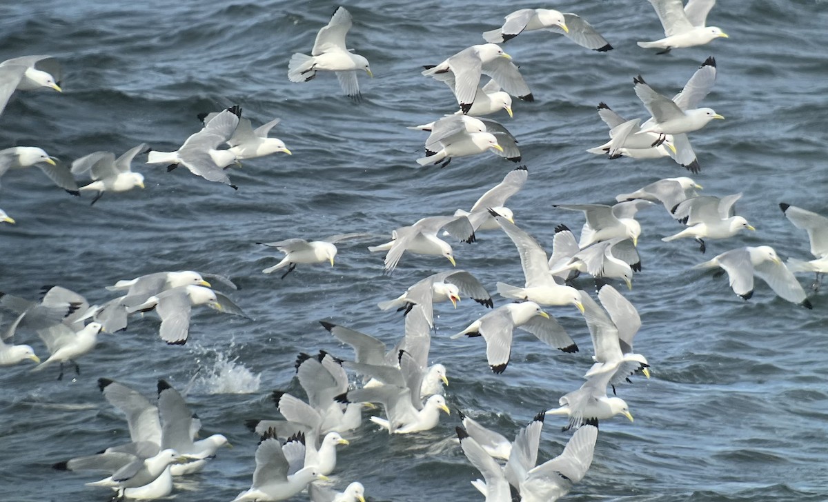 Black-legged Kittiwake - ML573409821